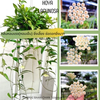 ต้นโฮย่าฮาวาย Hoya Lacunosa แขวนประดับ กลิ่นหอมเย็น พร้อมส่ง✔️✔️