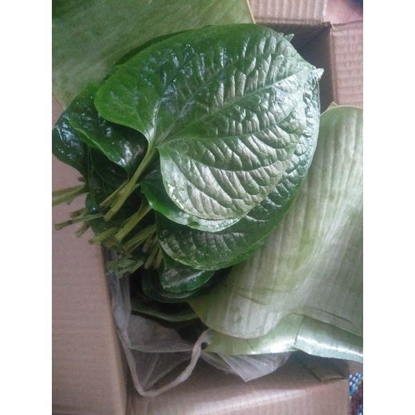 ใบชะพลู🌱200  ใบ  49.  บาท ห่อเมี่ยงคำ. เมี่ยงปลา.  ทำแกง. สั่งใบใหญ่ปลอดสารห่อใบตองก่อนจัดส่งทั่วประเทศ