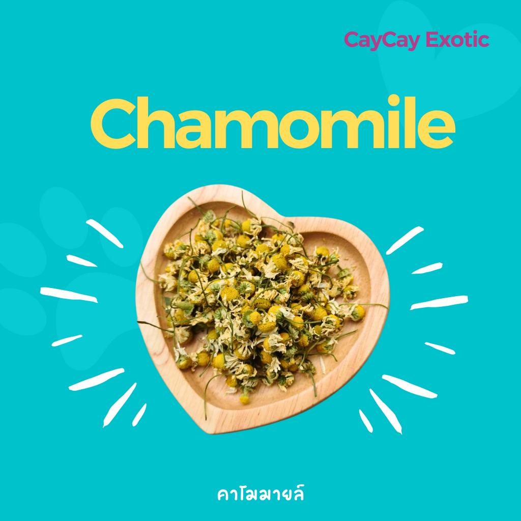 ดอกคาโมมายล์อบแห้ง Chamomile