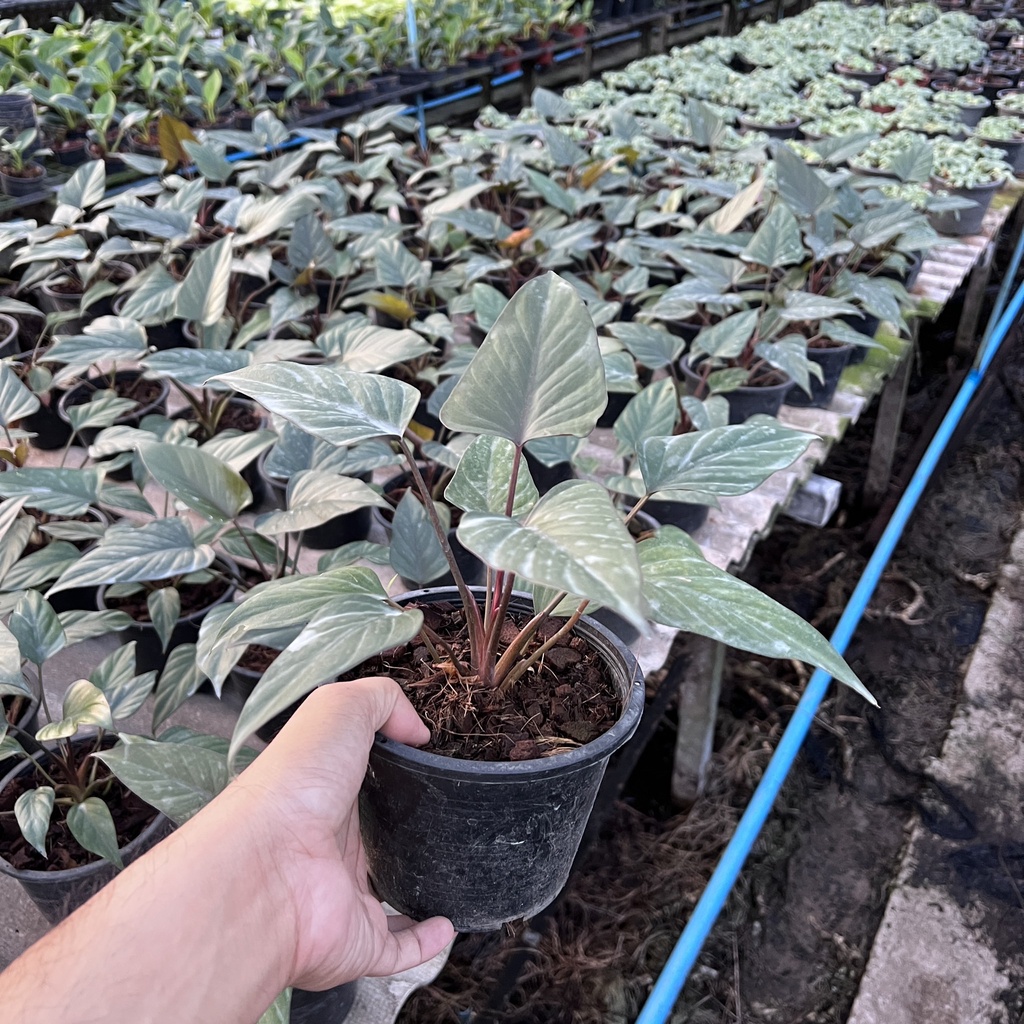 มุมมอง 2