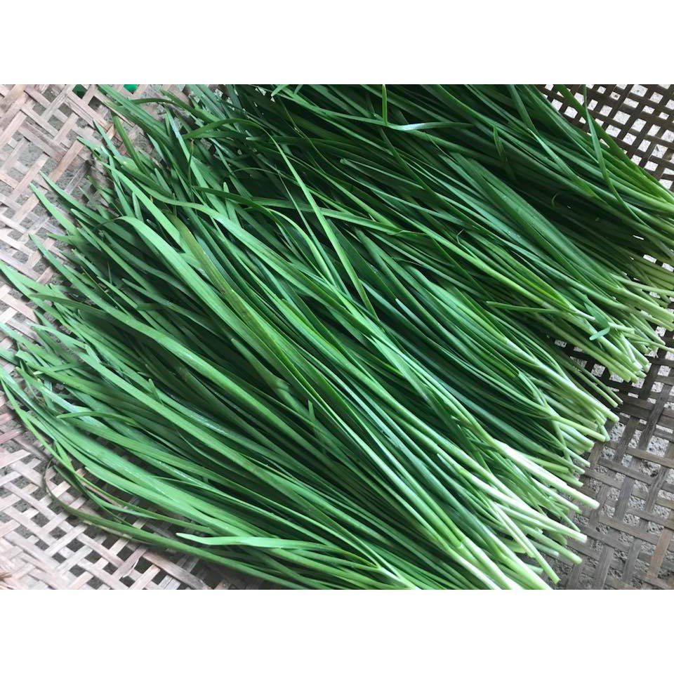 （อัตราการงอก 90）เมล็ดพันธุ์ กุยช่าย ผักแป้น Garlic Chives 1200 เมล็ด