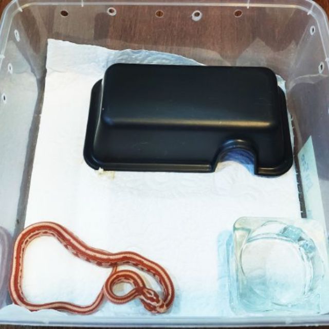 Hardy Mini Reptile Snake Lizard Gecko Hide Box