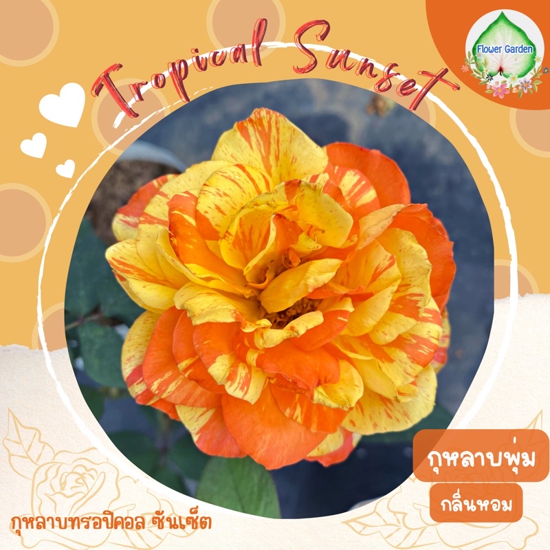F419 กุหลาบ Tropical sunset ทรอปิคอล ซันเซต โทนสีส้มเหลืองดอกสลับสี
