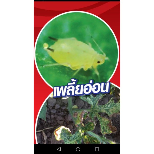 ไบรด้า ยาฆ่าเพลี้ยทุกชนิด แมลงหวี่ขาว หนอนชอนใบ สูตรน็อคเย็น ปลอดภัย ไม่รัด ไม่กัดนวล 100 กรัม (ตัวเดียวกับโปรวาโด้) - รูปที่ 5