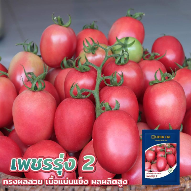 เมล็ดมะเขือเทศสีดา เพชรรุ่ง 2 CHIA TAI เจียไต๋ สีดาลูกผสม มะเขือเทศส้มตำ 4,000เมล็ด ทรงผลสวย เนื้อแน่นแข็ง ผลผลิตสูง