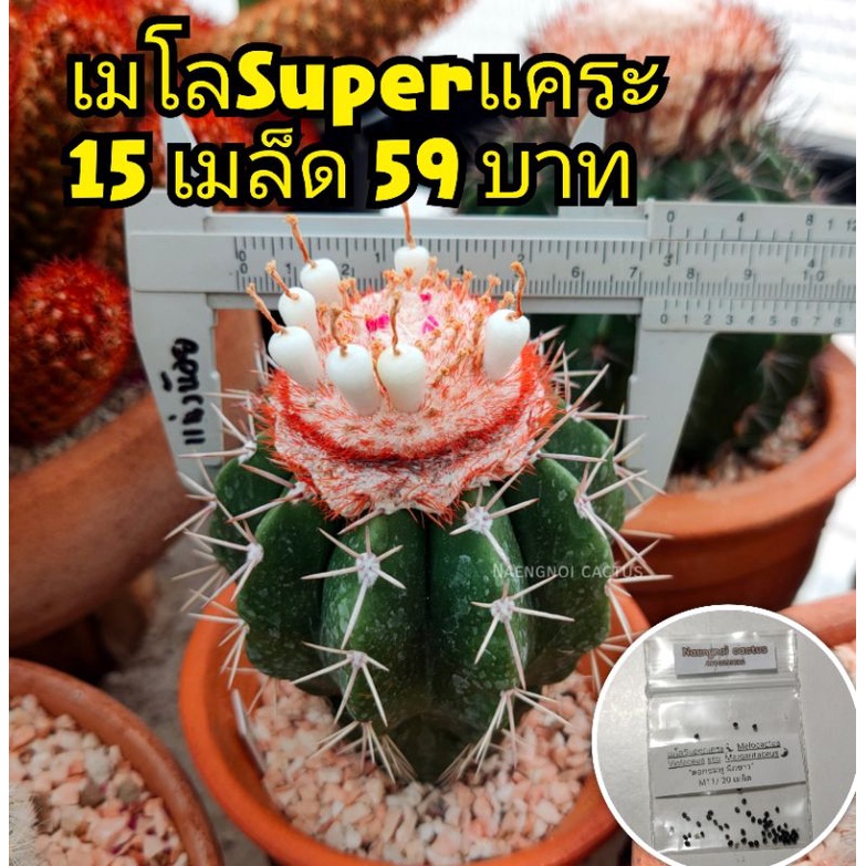 💥15 เมล็ด 59 บาท💥เมล็ดเมโลSuperแคระ  ไม้หายาก"ฝักขาว ดอกชมพู" Melocactus Violaceus ssp. Margaritaceu