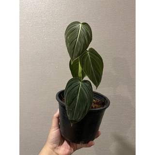 philodendron melanochrysum