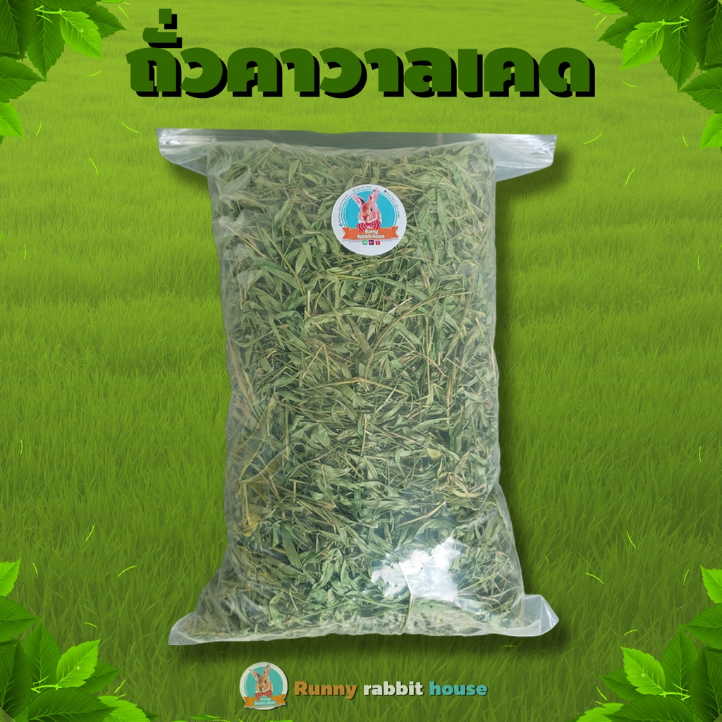 ใบถั่วคาวาเคต อบแห้งพรีเมี่ยม มีสารอาหารครบถ้วน เหมาะสำหรับสัตว์ฟันแทะ กระต่าย แพรี่ด็อก แกสบี้