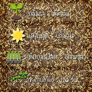 เมล็ดพันธุ์ เวอร์บิน่า 300 เมล็ด Verbena Tenuisecta seeds เมล็ดพันธุ์แท้ 100% นำเข้าจากต่างประเทศ ถูกดี โตไว ขายดี