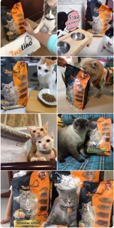 อาหารแมว จัสติโน่ Justino Premium Cat Food