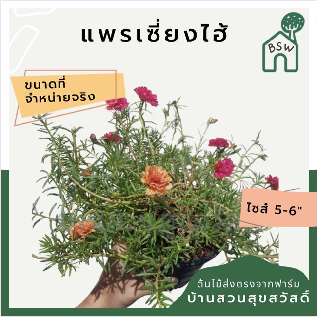 ต้นแพรเซี่ยงไฮ้ ไม้ดอก ไม้แดด ออกดอกตอนสาย