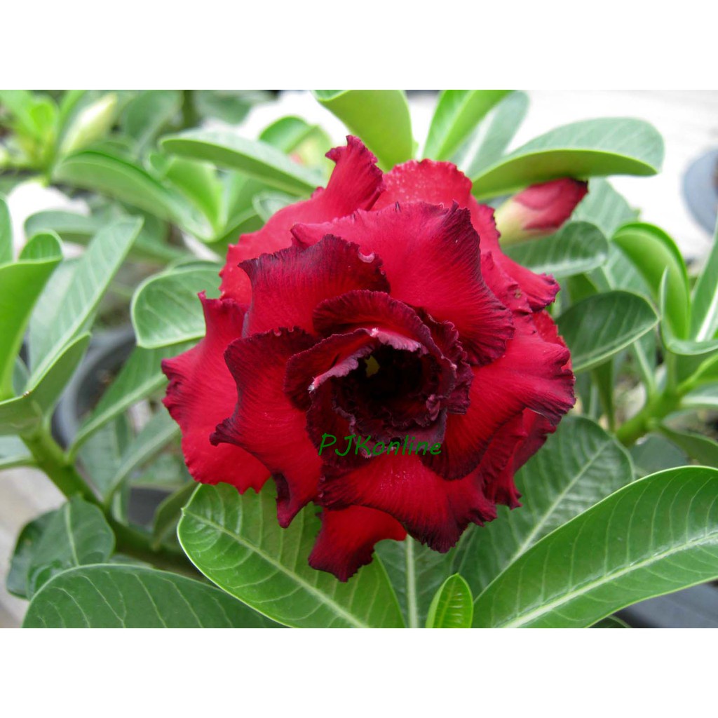 แดงหัสดี ต้นชวนชม ดอกซ้อน หลายสายพันธุ์ adenium plant