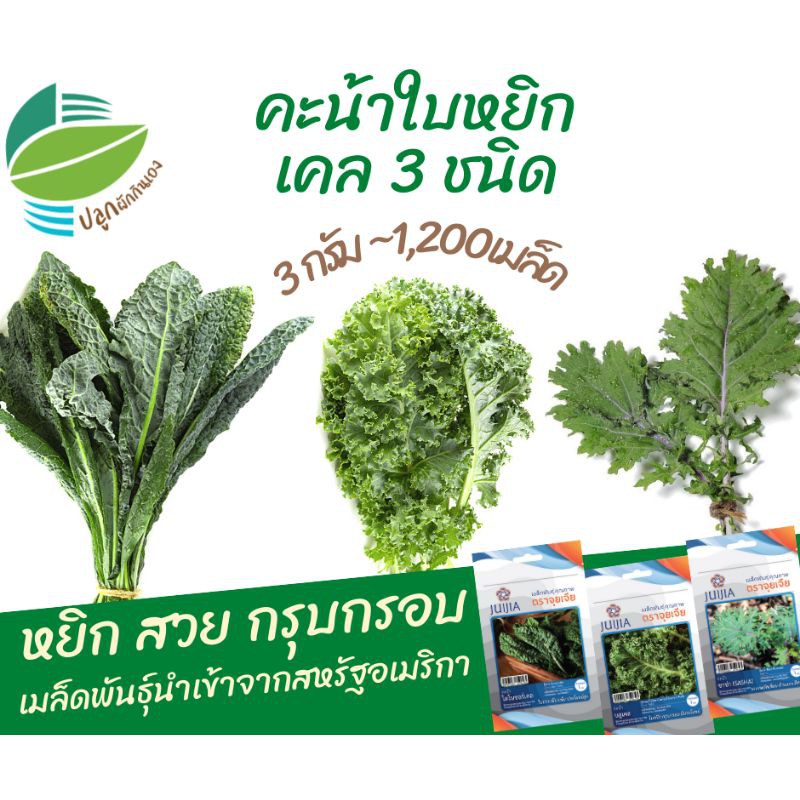 🇺🇲เมล็ดพันธุ์ ผักเคล 3 ชนิด คะน้าใบหยิก ชนิดละ 400 เมล็ด นำเข้าจาก USA (Kale)