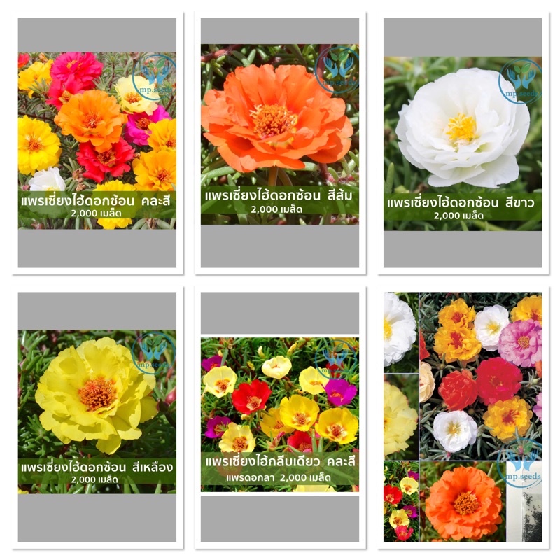 เมล็ดพันธุ์ แพรเซี่ยงไฮ้ Mose Rose แพรดอกลา 2,000 เมล็ด คุณนายตื่นสาย / Mose Rose 100เมล็ด - 2000 เมล็ด