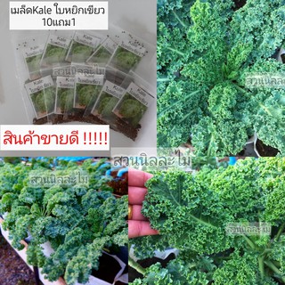 เมล็ดพันธุ์Kale คะน้าใบหยิกเขียว 10แถม1 (มีเก็บเงินปลายทาง)