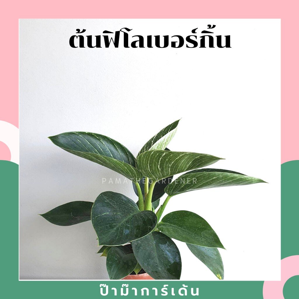 มุมมอง 2