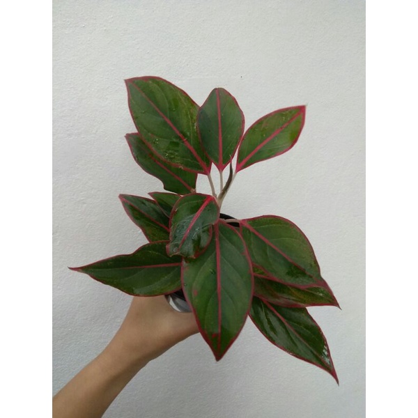 อโกลนีมาแสงเงินแสงทอง Aglaonema sp. Siam Aurora