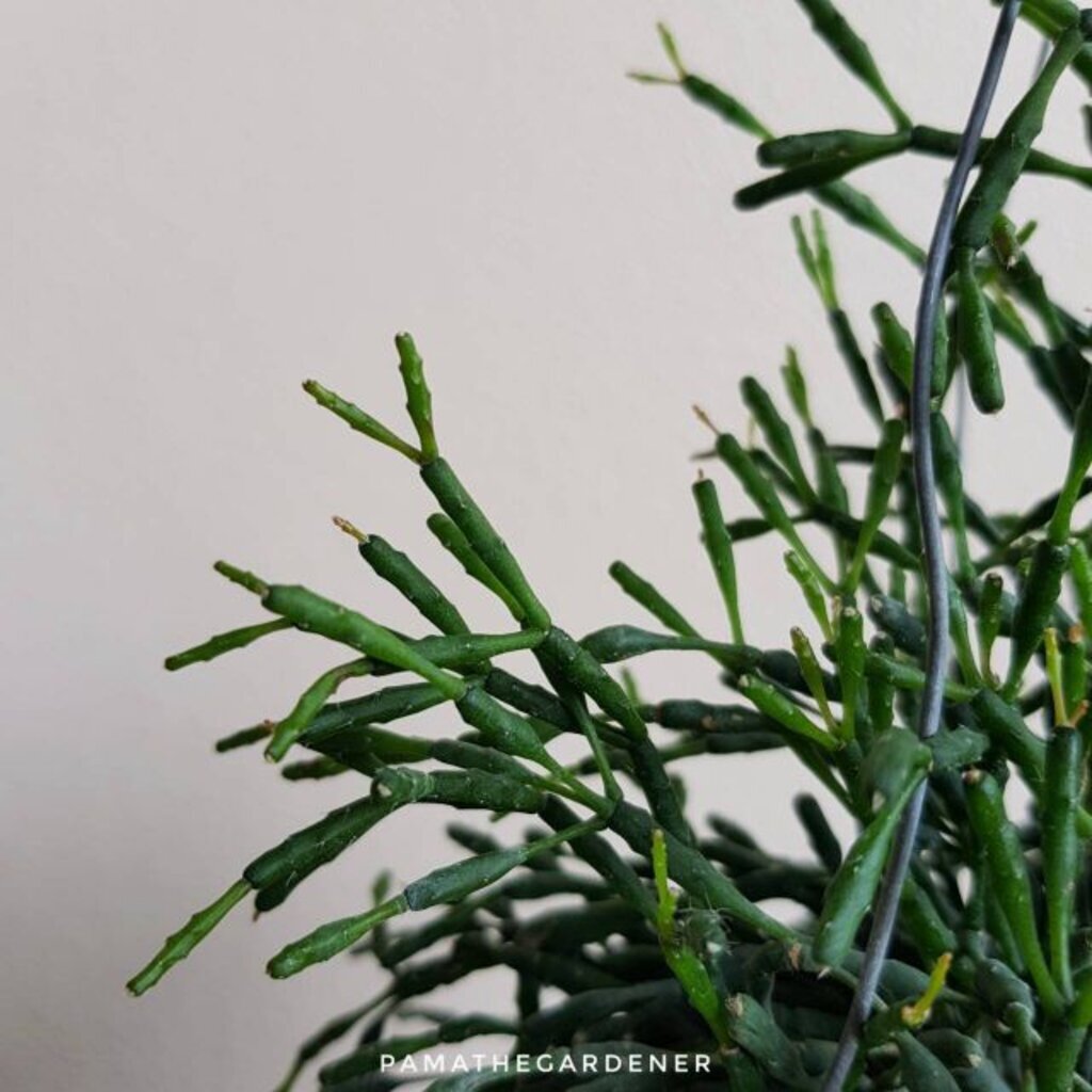 มุมมอง 3