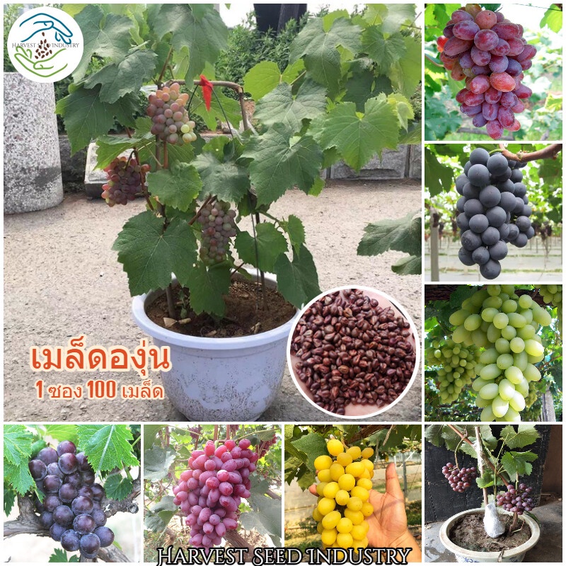 ของแท้100% ปลูกง่าย ปลูกได้ทั่วไทย 100 เมล็ด เมล็ดพันธุ์ องุ่น (Grape Seeds ) ต้นผลไม้ ต้นพันธุ์ผลไม้ เมล็ดพันธุ์ผลไม้