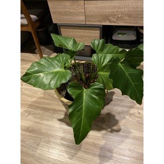 ฟิโลหูช้าง philodendron Giganteum