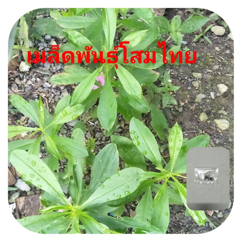 เมล็ดพันธุ์โสมไทย💚 150เมล็ด💚