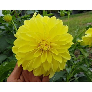 เหง้า หัวไม้ ดอกรักเร่ หรือดอกดาห์เลีย (Dahlia) Dahlia Sun Glow ดอกใหญ่ สินค้านำเข้า เหง้าแข็งแรงใหญ่