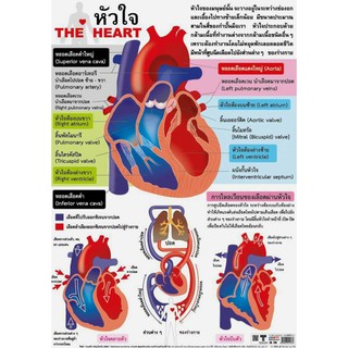 หัวใจ the heart EQ-126 โปสเตอร์ภาพกระดาษหุ้มพลาสติก