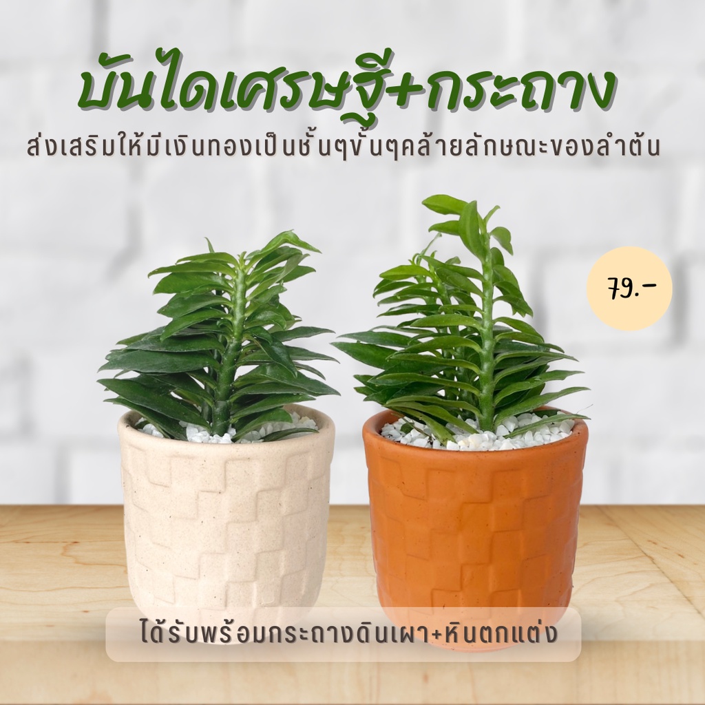 My Image 8