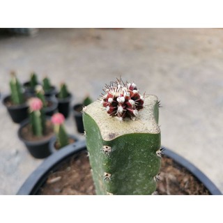 เชาเชา Cactus แคคตัส กระบองเพชร ไม้อวบน้ำ ไม้กราฟ​