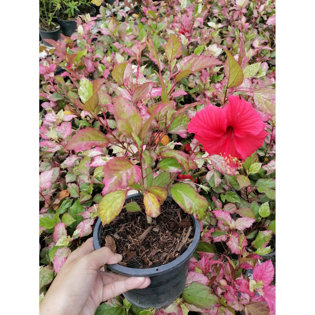 ต้นชบาใบด่างสามสี  มีดอกสีแดงสด ดอกดก ออกง่ายตลอดทั้งปี ไม้อยู่แแดด เลี้ยงง่าย กระถาง6"