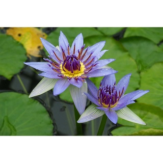 100 เมล็ด เมล็ดบัว สีน้ำเงิน นำเข้า บัวนอก สายพันธุ์เมล็ดบัว Waterlily Nymphaea Seeds