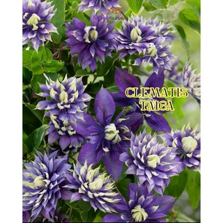 Clematis #คลีเมทิส.ราชินี้ไม้เลื้อย นำเข้าจากฮอลแลนด์ พร้อมป้ายชื่อ และเลขพาสปอร์ต