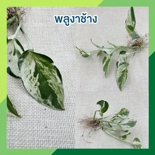 พร้อมส่ง(ซื้อ 6 กิ่งลด 10.- แถมฟรี!! ปุ๋ย 10ก.) 🌱ต้นไม้เลี้ยงน้ำ 20 ชนิด(ขายเป็นกิ่ง)🌱ต้นไม้ฟอกอากาศ ใส่แจกันประดับบ้าน