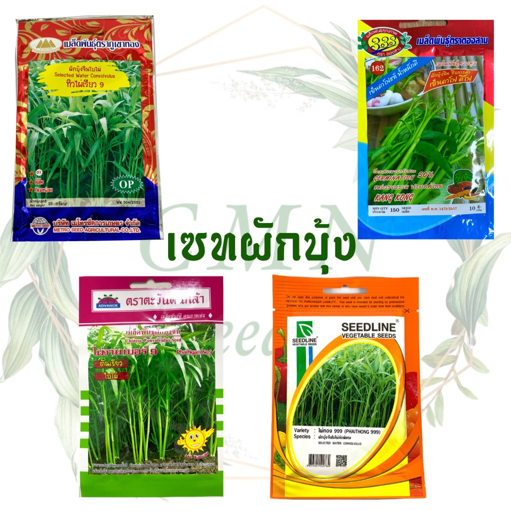 เมล็ดพันธุ์ ผักบุ้ง ผักบุ้งจีน ใบไผ่ ผักบุ้งแก้ว ผักบุ้งเย็นตาโฟ