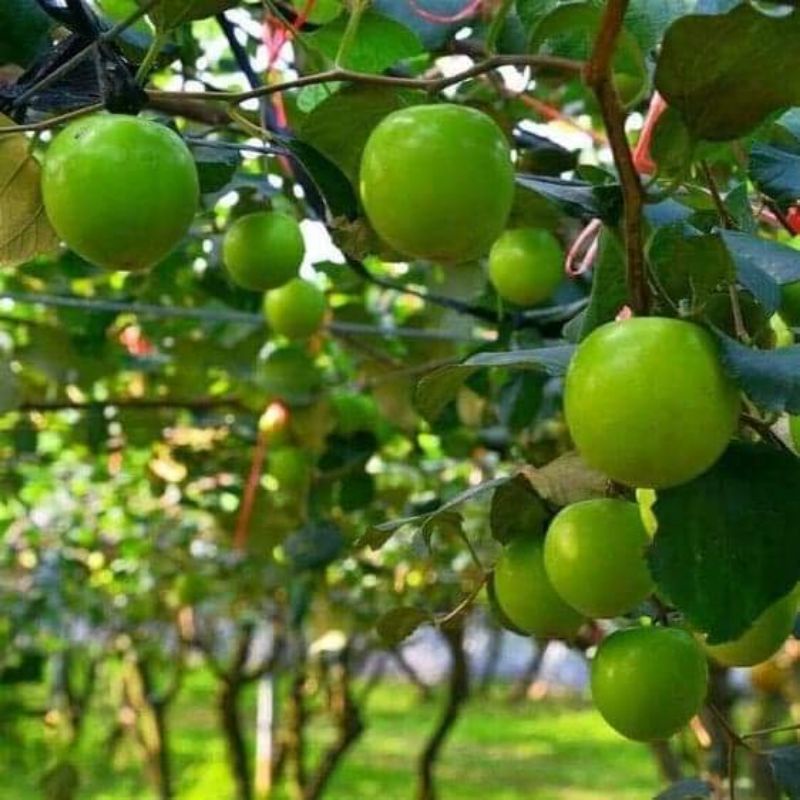 ต้นพุทราน้ำอ้อย ผลใหญ่ รสหวานกรอบอร่อย สูง70-90ซ.ม แบบทาบกิ่ง - รูปที่ 2