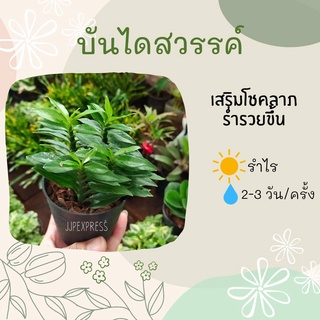 บันไดเศรษฐี จัดส่งในกระถาง 3 นิ้ว ต้นบันไดเศรษฐี ต้นบันไดเงิน ต้นบันไดสวรรค์ หรือต้นว่านตีนตะขาบ