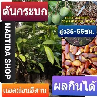 กระบก ไม้ป่าหายาก ต้นกระบก 25ซม.