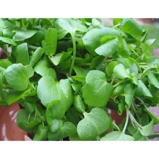 วอเตอร์เครส - Watercress บรรจุ 50,100,200 เมล็ด