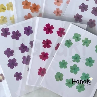 【พร้อมส่ง】ดอกเวอร์บีน่า ดอกเวอร์บีน่าทับ ดอกไม้ทับแห้ง ดอกไม้จริงทับแห้ง Pressed Flowers💐