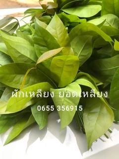 ผักเหลียง ใบเหลียง สด เก็บทุกวันจากสวน น้ำหนัก 500 กรัม