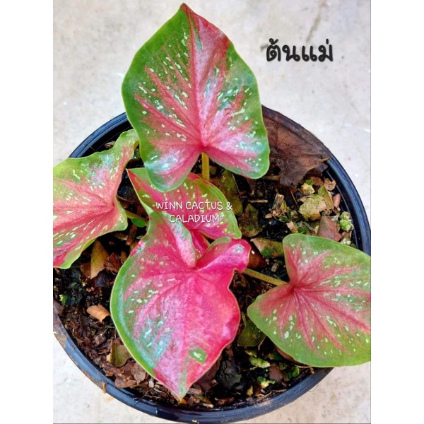 มาใหม่ บอนสีเทพเทวาสวยๆ พร้อมส่ง