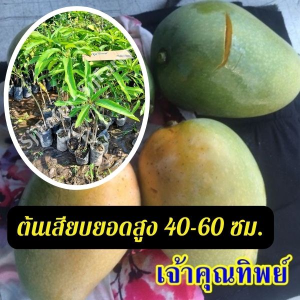 1 ต้น มะม่วงเจ้าคุณทิพย์ ต้นสูง 40-50 มีรสชาติดีทั้งผลดิบและสุก ผลสุกเนื้อแน่น ไม่มีเสี้ยน รสหวานจัด