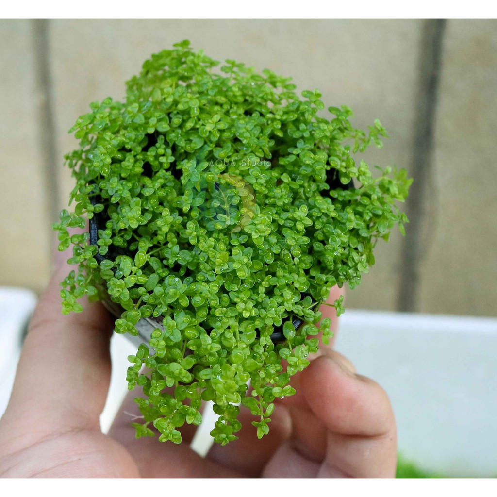 ต้นไม้น้ำ เพิลหวีดจิ๋ว (ใบบก) Hemianthus callitrichoides (ส่งแบบล้างราก)