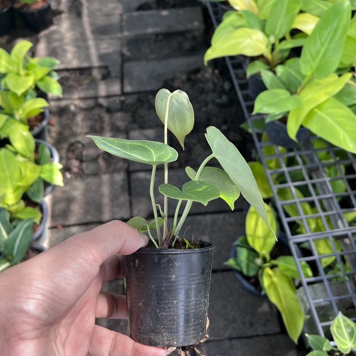 มุมมอง 3