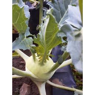 ต้นกล้ากะหล่ำปม (Kohlrabi) สามารถทานได้ทั้งสุกและดิบ อร่อยฉ่ำกรอบ ปลูกได้ตลอดทั้งปี กล้าละ 10บาท