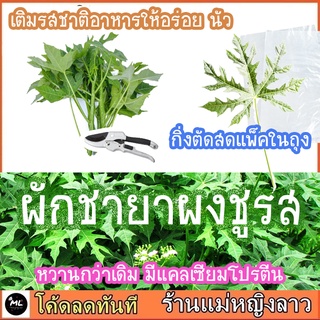 🌷คะน้าเม็กซิโก ผัก ไชยา ชายา ต้นผงชูรส กิ่งสด สายพันธ์ุหวานแบบผงชูรส แคลเซียมสูง มีโปรตีน เมล็ด พืช พันธ์ุ 2270