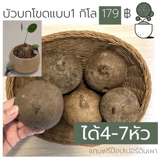 🔥บัวบกโขดกิโล 1 กิโล ได้4-7หัว / 10-12หัว ต้นบัวบกโขด ไม้ฟอกอากาศ ไม้มงคลคละหัว  คัดหัวแข็งแรงทุกหัวค่ะ