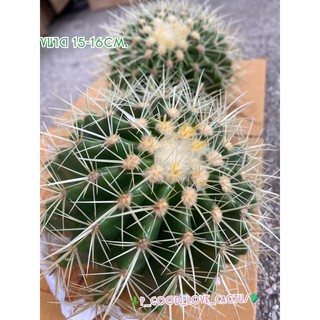 ถังทองCactusไซส์15-16cm