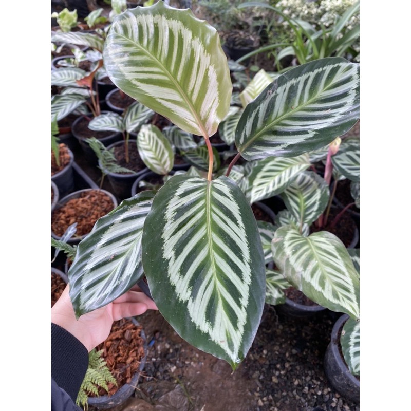 คล้า Calathea 'Cora' 6"