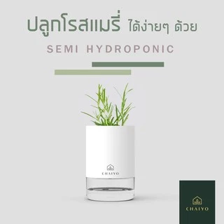 กระถาง Semi Hydro เซมิไฮโดร ไม่ต้องรดน้ำ
